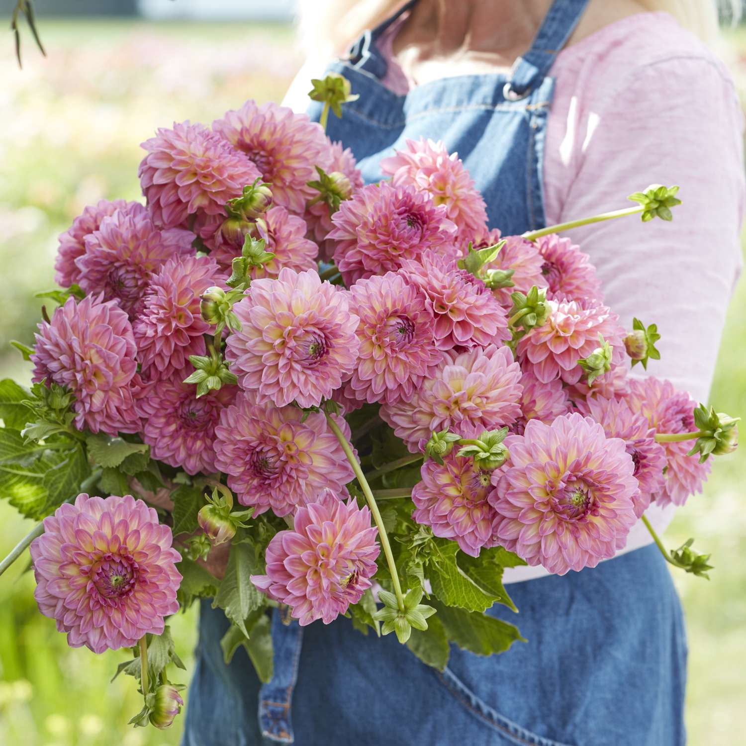 Daalia 'Pink Suffusion'